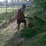 mang-arsen-gathers-food-for-carabao1