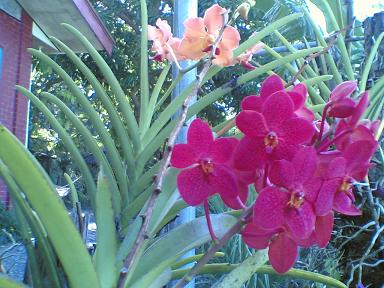 orchids1.JPG