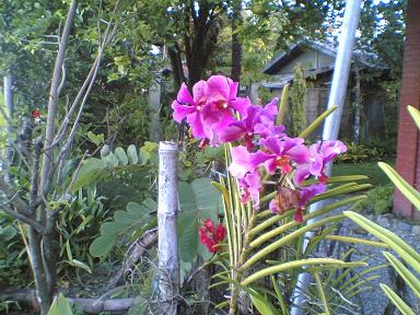 orchids3.JPG